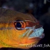 cardinalfish_goldbelly_bhr_tam_h_0303_bal6151.jpg